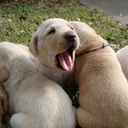 Pam Erickson - @HayleeStarLabs - Twitter