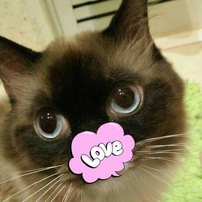 ragnyanko's profile picture. 