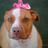 PACCPETSNEEDU's profile image