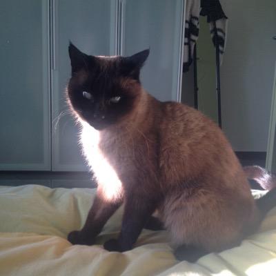 sansimo681's profile picture. 