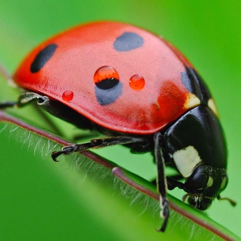 Descubre cuál es la esperanza media de vida de miles de especies animales y vegetales