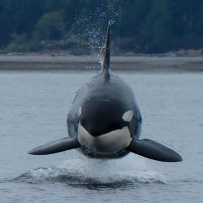 SSCSOrlando's profile picture. 