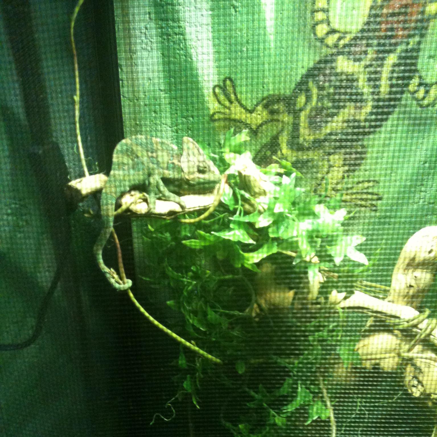 Karmaco1's profile picture. Creature of Color