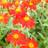 apple_berry10