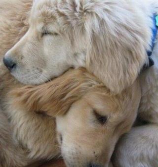 FletchGrant's profile picture. Hi everyone please help stray dogs find loving homes and well cared familes and help shut down dog farms and why don't u look at my home page ,bye :)