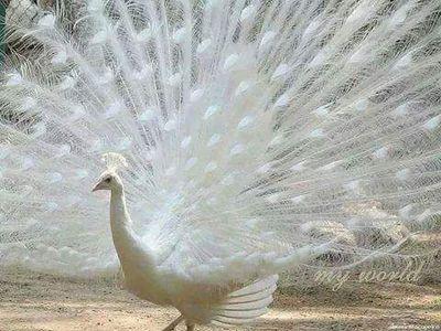 RajarampP's profile picture. 