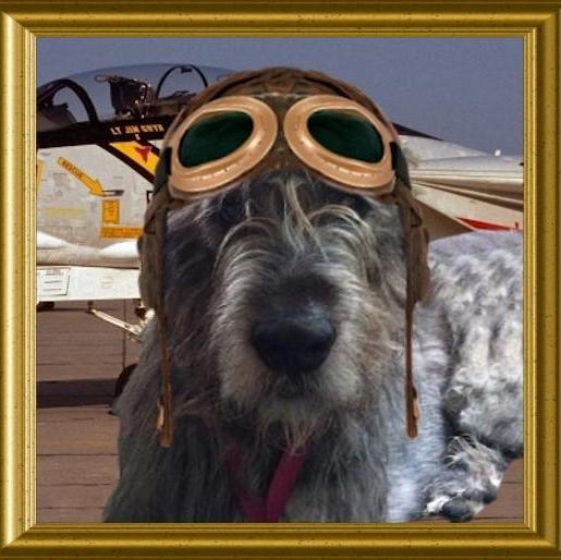 TheBionicDog's profile picture. World’s first bionic Irish wolfhound. My story v sad... humum went back to uni & now has LLB (Hons) specialising in pet law. Doing BTC/LLM (barrister training).