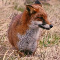 Andrew McAlpine (@mcalpineandrew) 's Twitter Profile
