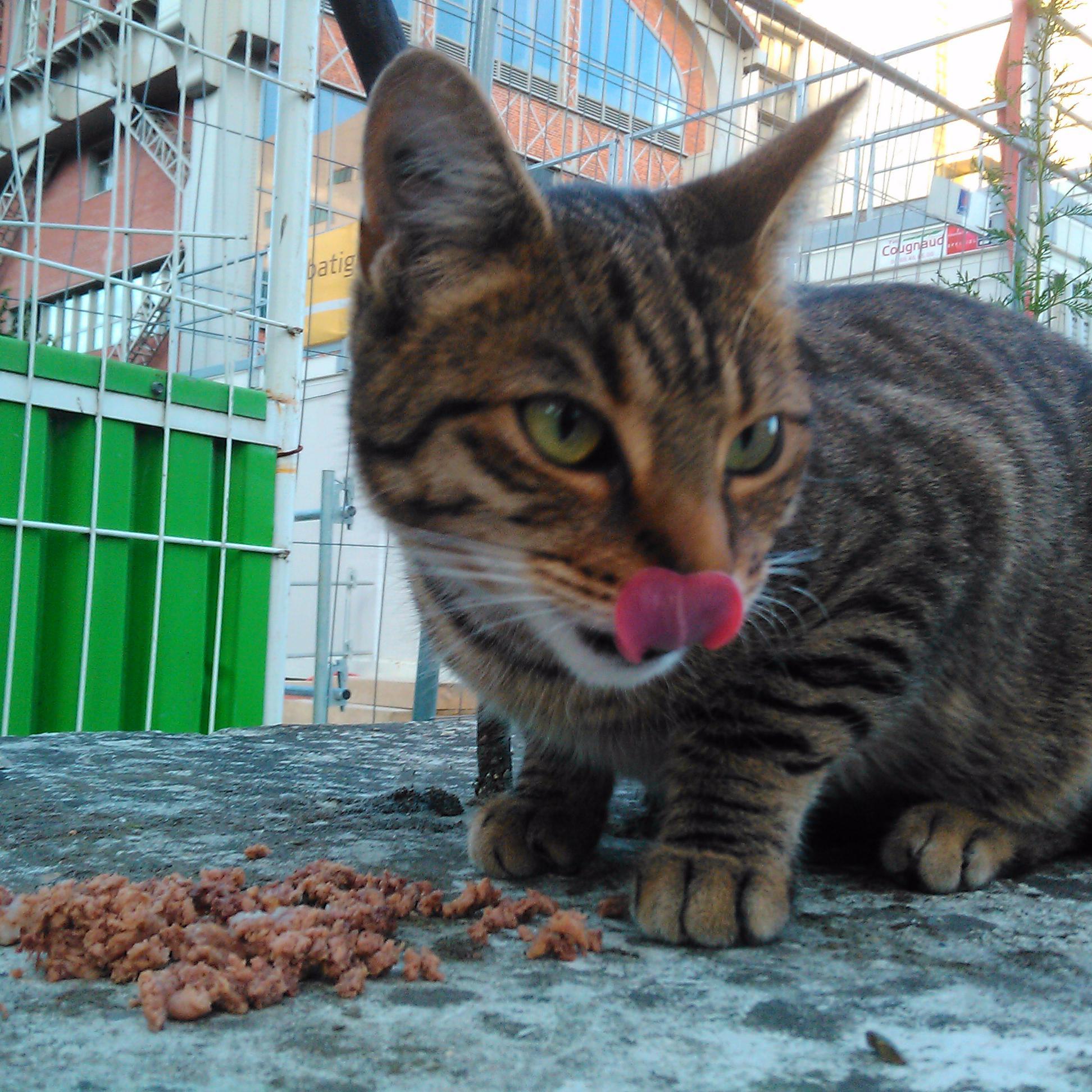 Gestion et entretien de colonies de chats libres #Paris13 - Stérilisations , adoptions