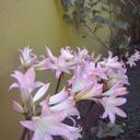 Elsa Tobar Riquelme - @elsa1955 - Twitter