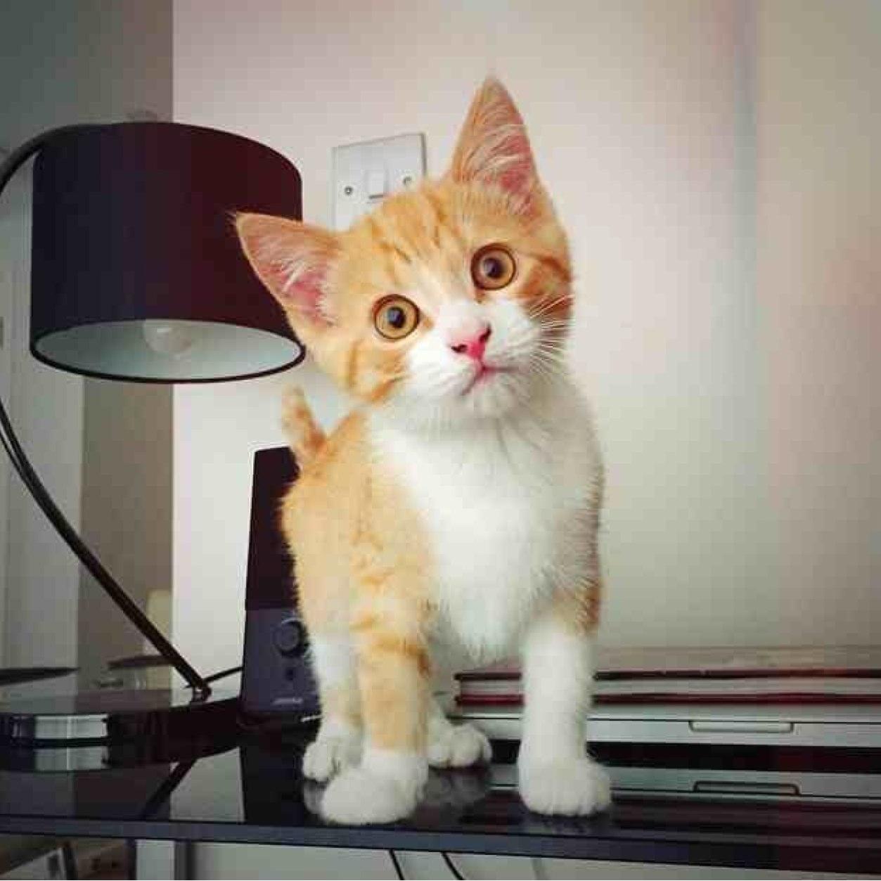 Names Alfred, but my friends call me Alfie!
