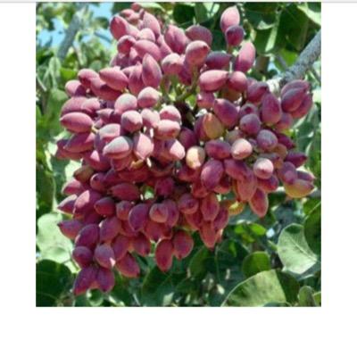 DaldaUsda's profile picture. 