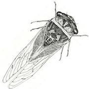 Tymbal Tapes (@tymbaltapes) 's Twitter Profile Photo