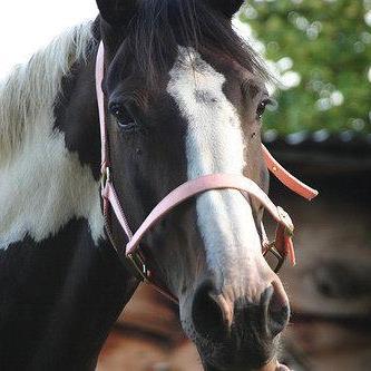 24 hour Emergency Ambulatory Equine Veterinary Service covering Surrey, Sussex, Berkshire, Hampshire, London - Contact us-  01306 627706 24hrs
