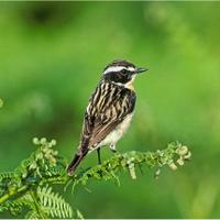 wiltshire birds (@wiltshirebirds) 's Twitter Profile
