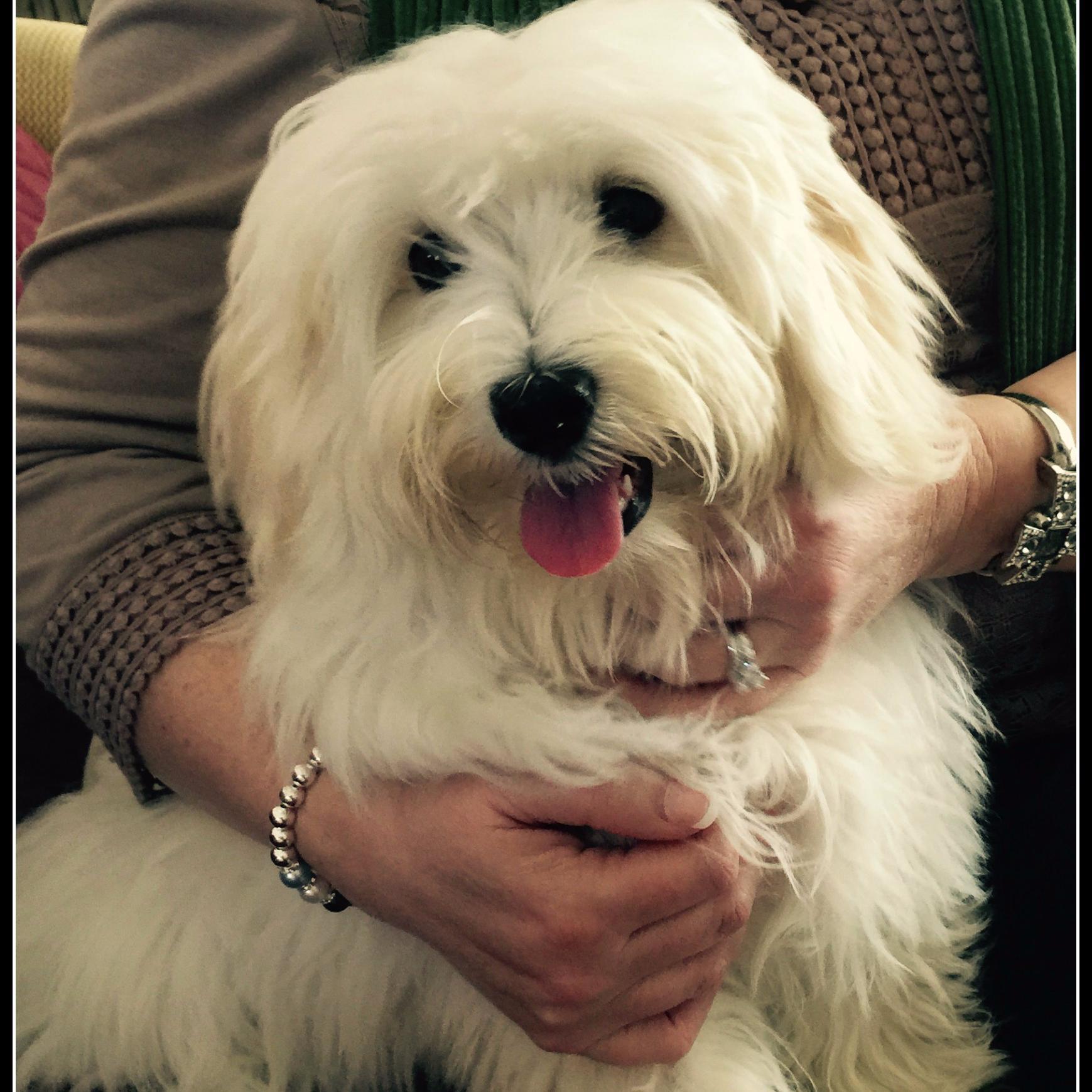 Lover of treats, long walks, sitting in laps, shredding paper, & getting brushed. Plus I blog - yeah I'm that kind of dog.