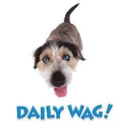 At the Daily Wag we offer a bright, fresh, open space that invites your dog in for a happy fun-filled visit whether it is for the day or an extended stay!
