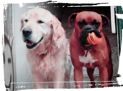 atlético, yo vi jugar al mejor 10 FUTRE,mis perros,un buen libro , cañas con amigos, familia,y trastear