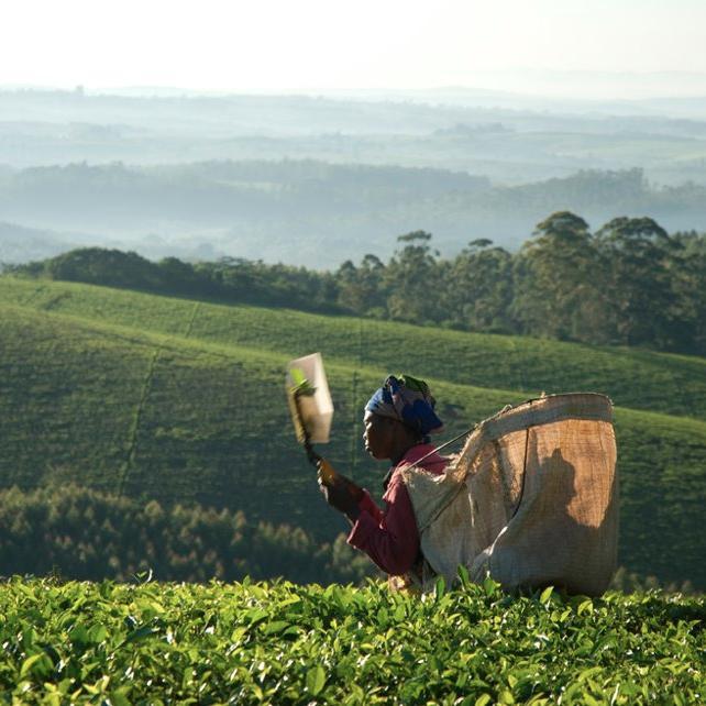 Satemwa Tea Estates