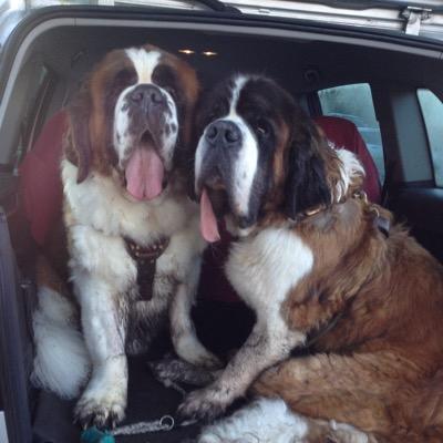 Scouse Miss with Saint Bernard Fur Babies!