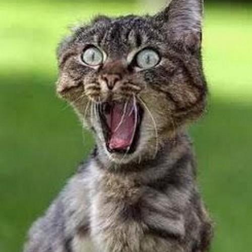 janni_ac's profile picture. Dcb