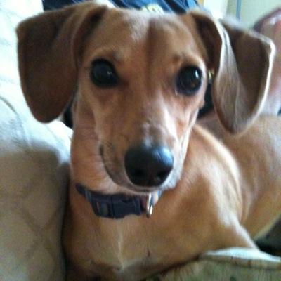 I am Razzie, A very hyper puppy! I ❤LOVE❤ taking selfies! My happiness is my owner and squeaky toys! I love you all!