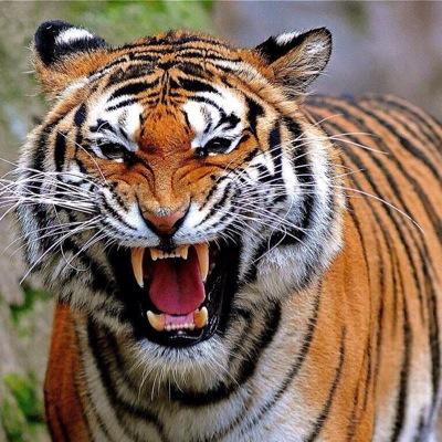 Sharing pictures, videos and facts of earths most amazing, cute and exotic creatures with you. (Do not own any pictures/videos posted)  twittercreatu@gmail.com