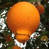. (@vins_paname) 's Twitter Profile