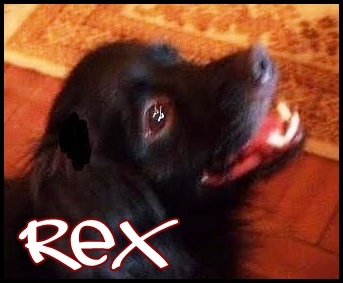 REX DOG KING
