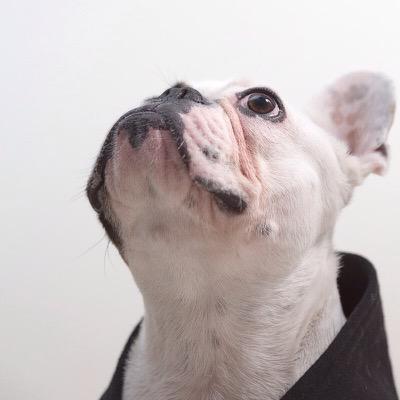 FrenchieManuel's profile picture. A fun loving deaf French Bulldog from Dubai, UAE. 040414. Pied. 
Hear no evil, see no evil, speak no evil.