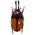 NHM Coleoptera (@nhm_coleoptera) Twitter profile photo