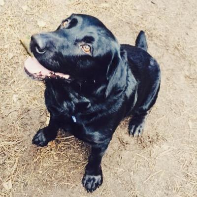 Muddy Buddy's Dog Walking Services in Woburn Sands! https://t.co/YVbGWT7mSE