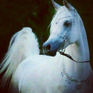 ‏‏‏‏‏‏‏‏سبحان الله وبحمده سبحان الله العظيم