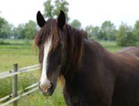 islehamhorses's profile picture. Isleham Horse & Pony Rescue Centre has been established since the 1990's. It is run as a non-profit making organisation.
