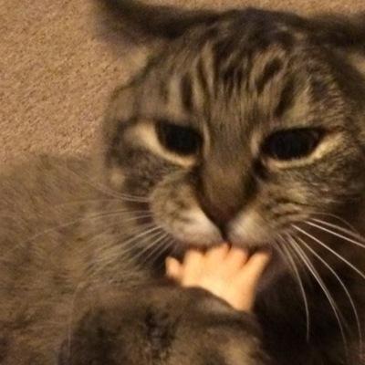 traybear's profile picture. devastatingly delicious