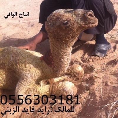 راعي الفحل الوافي 0556303181