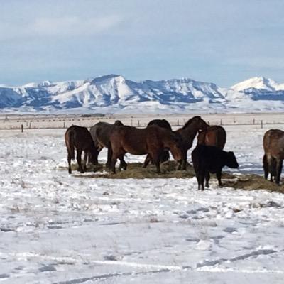 pbarcattle's profile picture. 