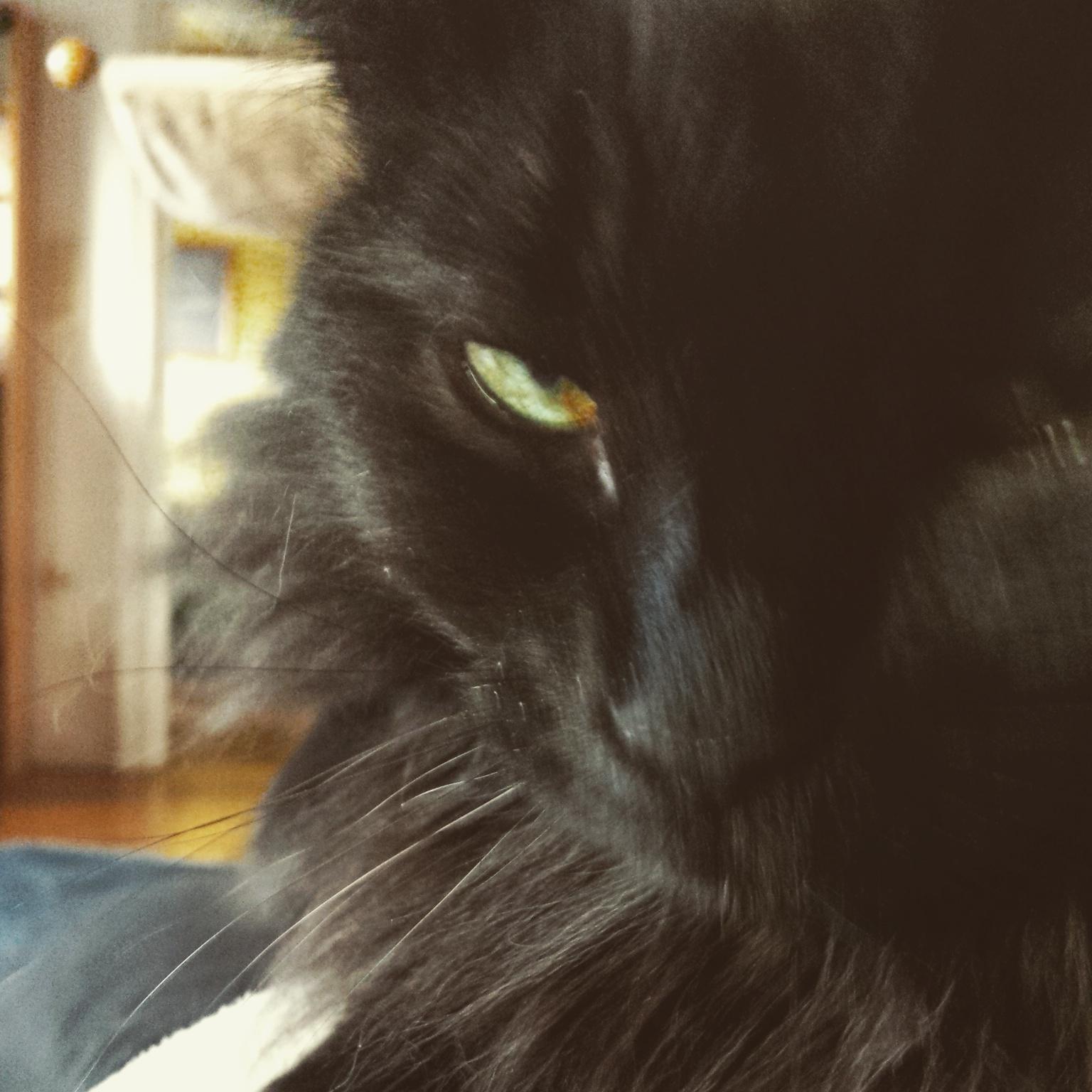 FeinrippDeLuxe's profile picture. mittlerweile leider nur noch Gelegenheitsgamer,  Musikliebhaber und Sportmasochist (u.A. Waldhof Mannheim, HSV, Millwall, LV Raiders)

 #FCKNZS #noAfD