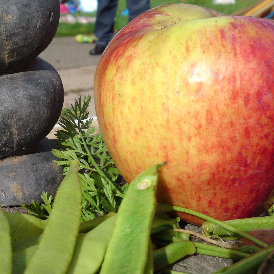 Community Garden open to everyone in Upper Clapton, E5 9HQ. Fruit trees, herbs, forest garden, pizza oven, sand pit.