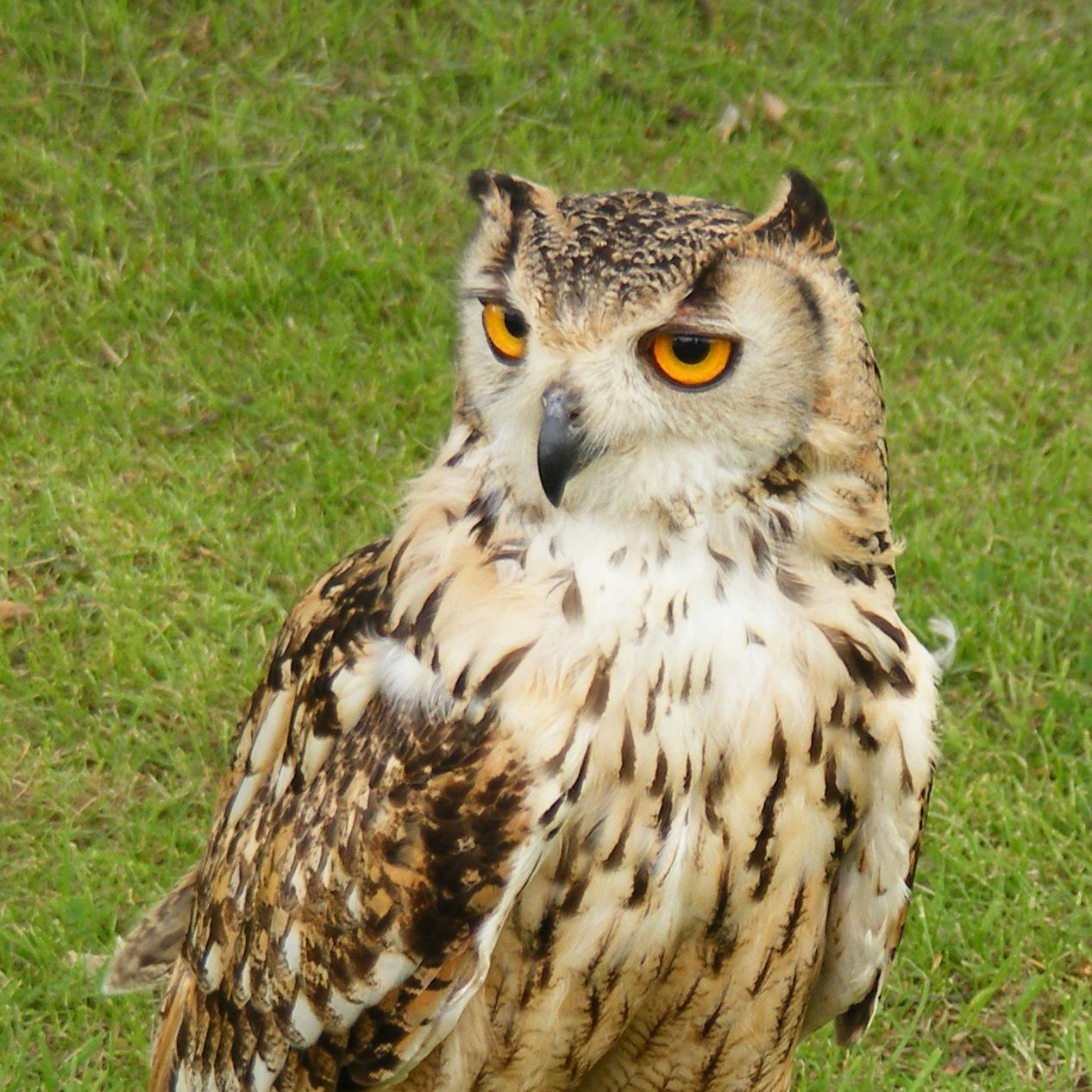 Love learning new things, and exploring new places. Should perhaps have a butterfly as my picture, but love owls.