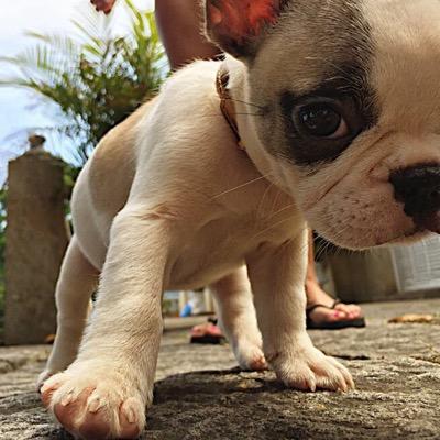 RIO (1yo) bouledogue français anges7 ❤️