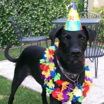 Writer, Blogger, Content Creator, Coder, Gamer, Pro Wrestling Fan, Funny Guy, #OxfordComma advocate, and I have a cat & dog.