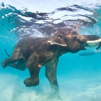 elephantbliss_'s profile picture. 