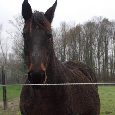 ik ben 14 jaar woon in nederland, hou van paarden en one direction!