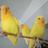 aviario_rooney's profile image