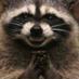 Roger Raccoon (@TruthModern) Twitter profile photo