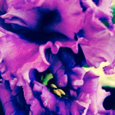 Supplying the highest quality, freshest flowers for the best price.