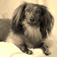 IVDD Awareness (@friendsofsammie) Twitter profile photo