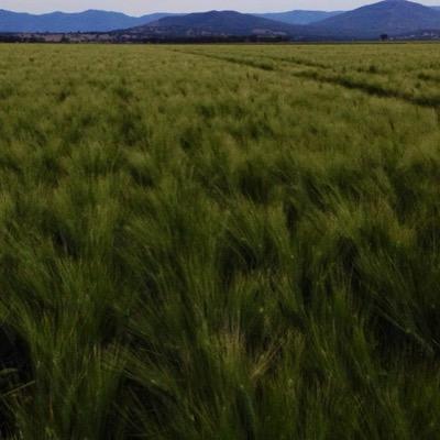 Agronomist on the beautiful Liverpool Plains of Northern NSW, Australia. Interested in all things Ag & family life. Hobbies are building & skiing (both forms)