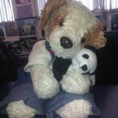 Sam_Jr_Puppie's profile picture. Hello there! I love cuddles #TeddyBearDuh! 
P.S: Follow me and I'll be more then happy to follow back! :D